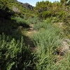 Plants: image 137 Of 208 Thumb